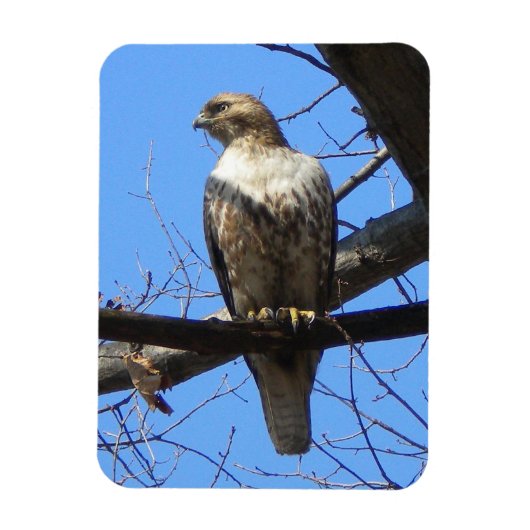 Juvenile Red Tail Hawk Magnet (Vertikal)