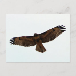 Juvenile Red Tail Hawk Postkarte