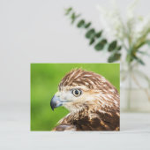 Juvenile Red Tail Hawk Postkarte (Stehend Vorderseite)