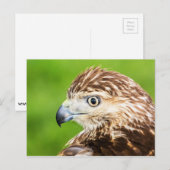 Juvenile Red Tail Hawk Postkarte (Vorne/Hinten)