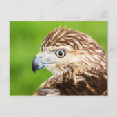 Juvenile Red Tail Hawk Postkarte (Vorderseite)