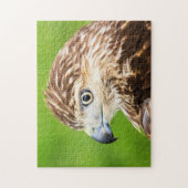 Juvenile Red Tail Hawk Puzzle (Vertikal)