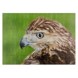 Juvenile Red Tail Hawk Schneidebrett
