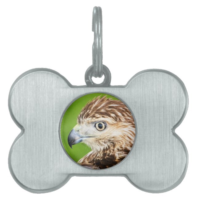 Juvenile Red Tail Hawk Tiermarke (Vorderseite)