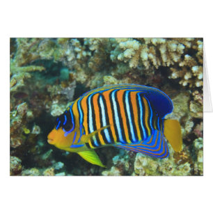 Juvenile Regal Angelfish Pygoplites