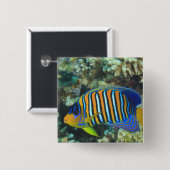 Juvenile Regal Angelfish Pygoplites Button (Vorne & Hinten)