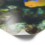 Juvenile Regal Angelfish Pygoplites Fotodruck (Ecke)