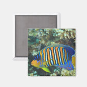 Juvenile Regal Angelfish Pygoplites Magnet (Vorderseite/Rückseite)