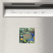 Juvenile Regal Angelfish Pygoplites Magnet (In Situ (Geschirrspüler))