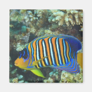 Juvenile Regal Angelfish Pygoplites Magnet