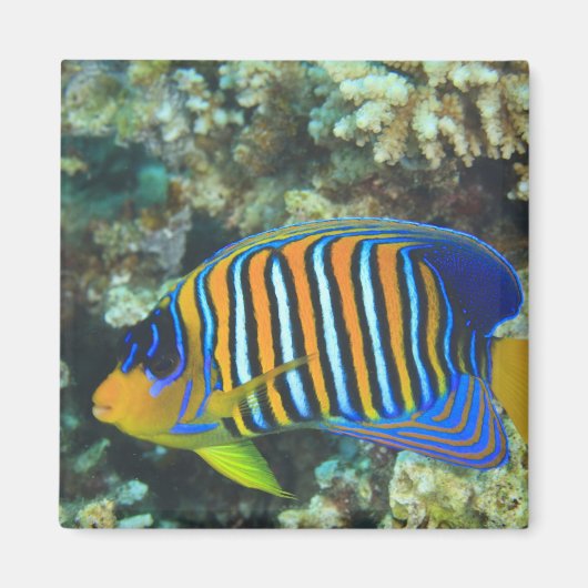 Juvenile Regal Angelfish Pygoplites Magnet (Vorne)