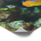 Juvenile Regal Angelfish Pygoplites Poster (Ecke)