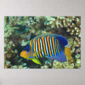 Juvenile Regal Angelfish Pygoplites Poster (Vorne)