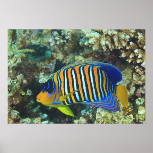 Juvenile Regal Angelfish Pygoplites Poster (Vorne)