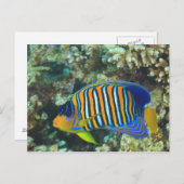 Juvenile Regal Angelfish Pygoplites Postkarte (Vorne/Hinten)
