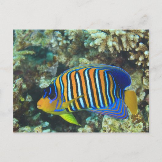 Juvenile Regal Angelfish Pygoplites Postkarte (Vorderseite)