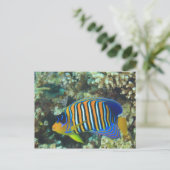 Juvenile Regal Angelfish Pygoplites Postkarte (Stehend Vorderseite)