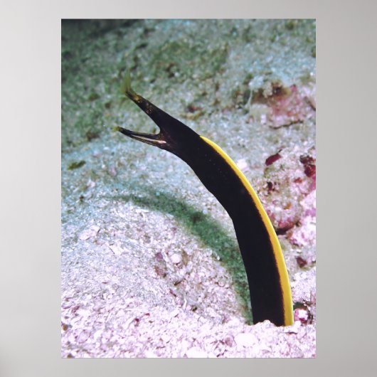 Juvenile Ribbon Eel Poster (Vorne)