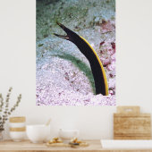 Juvenile Ribbon Eel Poster (Küche)