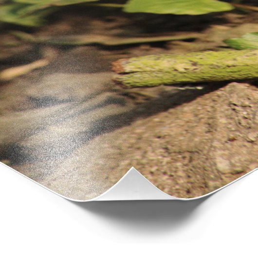 Juvenile Robin Fotodruck (Ecke)