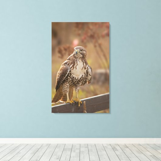 Juvenile Rotschwanzhawk Leinwanddruck (Insitu (Holzboden))