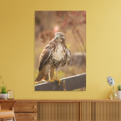 Juvenile Rotschwanzhawk Leinwanddruck (Insitu (Wohnzimmer))