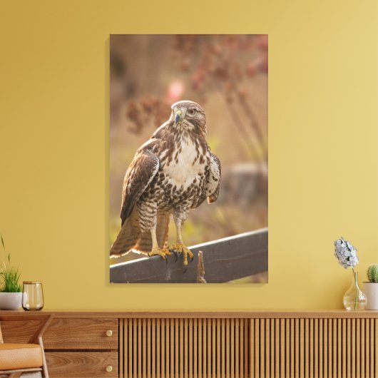 Juvenile Rotschwanzhawk Leinwanddruck (Insitu (Wohnzimmer))