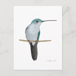 Juvenile Ruby-throated Hummingbird Postkarte