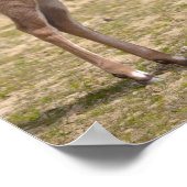 Juvenile stärker kudu poster (Ecke)