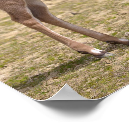 Juvenile stärker kudu poster (Ecke)