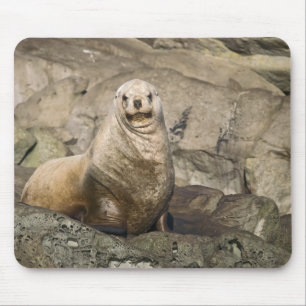 Juvenile Steller Sea Lion - Maus Pad Mousepad