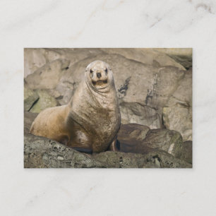 Juvenile Steller Sea Lion - Visitenkarten Visitenkarte