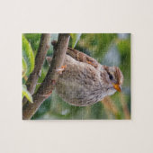 Juvenile Weißkrone Puzzle (Horizontal)