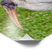 Juvenile Wood Stork Fotodruck (Ecke)