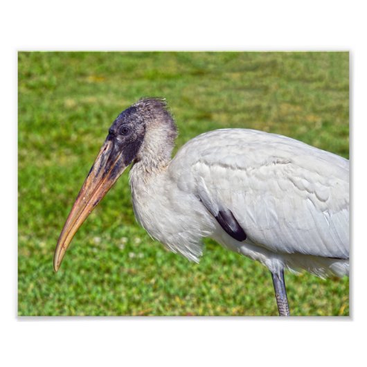 Juvenile Wood Stork Fotodruck (Vorne)