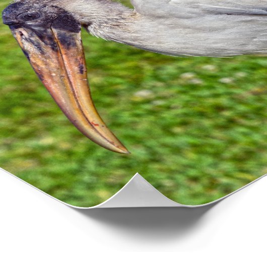 Juvenile Wood Stork Poster (Ecke)