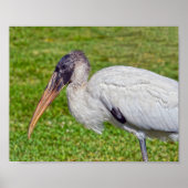 Juvenile Wood Stork Poster (Vorne)