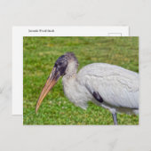 Juvenile Wood Stork Postkarte (Vorne/Hinten)