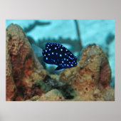 Juvenile Yellowtail Damselfish Poster (Vorne)