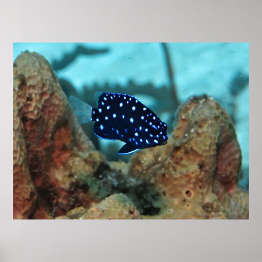 Juvenile Yellowtail Damselfish Poster (Vorne)