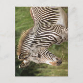 Juvenile Zebra Postkarte (Vorderseite)