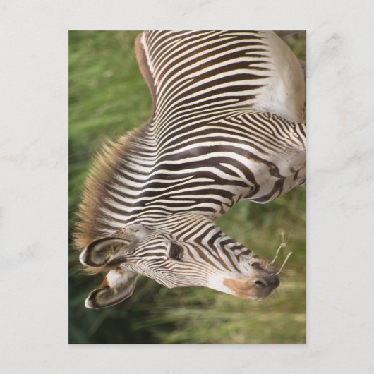 Juvenile Zebra Postkarte (Vorderseite)