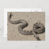 Juvenille Black RattleSnake Postkarte (Vorne/Hinten)