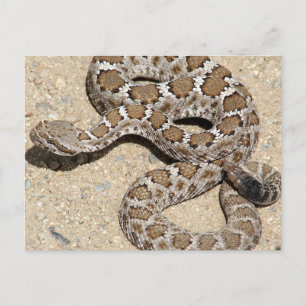 Juvenille Black RattleSnake Postkarte