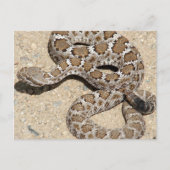 Juvenille Black RattleSnake Postkarte (Vorderseite)