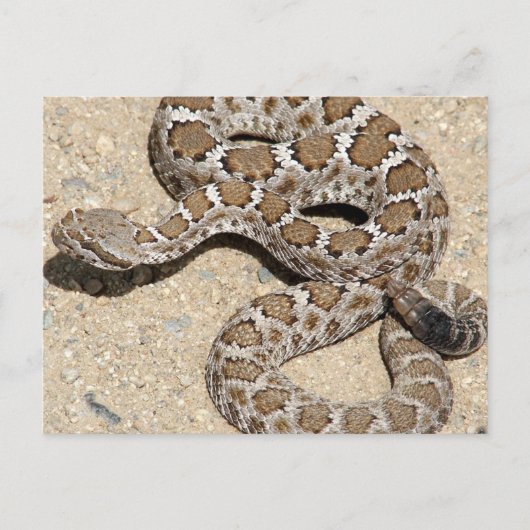 Juvenille Black RattleSnake Postkarte (Vorderseite)