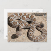 Juvenille Black RattleSnake Postkarte (Vorne/Hinten)