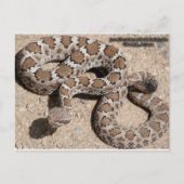 Juvenille Black RattleSnake Postkarte (Vorderseite)