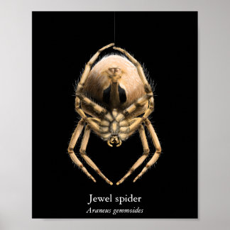 Juwel-Spinnen-Plakat (Halbglanz) Poster