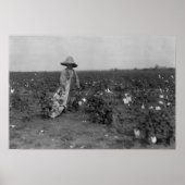 Jy Picking Cotton Fotograph West, Texas Poster (Vorne)